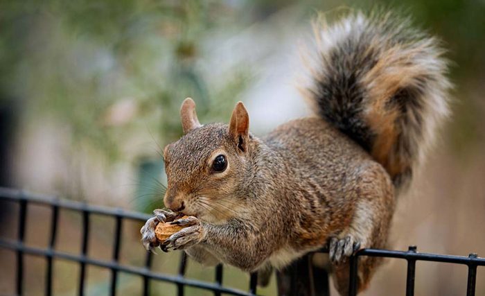 New York i desember (2). Ekorn og bøker i Madison Square&nbsp;Garden